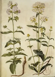 Saponaria officinalis (gewone zeepkruid)