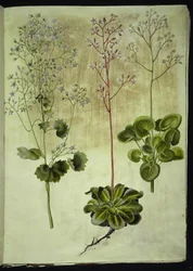 Saxifraga rotundifolia (ronde steenbreek); Saxifraga umbrosa (schaduwsteenbreek); Saxifraga geum (porseleinbloem)