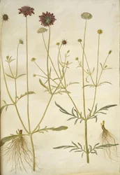 Scabiosa atropurpurea (weduwenbloem); Scabiosa columbaria (duifskabiose)