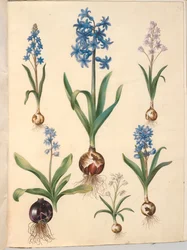 Scilla bifolia (tweebladige scilla); Hyacinthus orientalis (gewone hyacint); Scilla amoena (hemelsblauwe scilla)