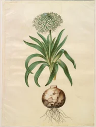 Scilla peruviana (reuzen-scilla)