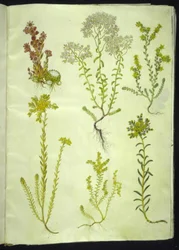 Sempervivum arachnoideum; Sedum album; Sedum acre; Sedum rupestre; Sedum sexangulare
