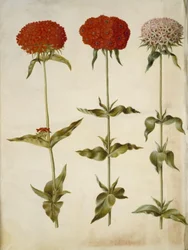 Silene chalcedonica (brandende liefde)