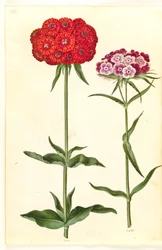 Silene chalcedonica (brandende liefde); Dianthus barbatus (duizendschoon)