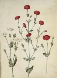 Silene coronaria (kroon-lijmkruid)