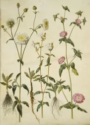 Silene latifolia (avond-pragtster); Silene dioica (dag-pragtster)