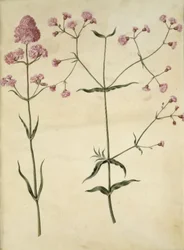 Silene viscaria (gewone pekbloem); Silene (koekoeksbloem)