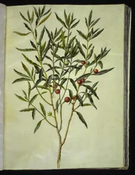 Solanum pseudocapsicum (Jeruzalem-koraalbes)