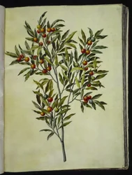 Solanum pseudocapsicum (Jeruzalem-kers)