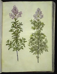 Syringa ×laciniata (geveerde sering)