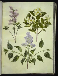 Syringa ×persica (Perzische sering); Philadelphus coronarius (welriekende pijpbloem); Syringa vulgaris (gewone sering)