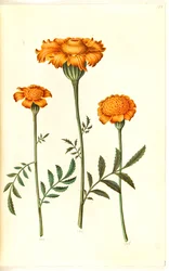 Tagetes patula (afgeplatte fluweelbloem)