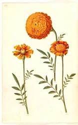 Tagetes patula (verspreide fluweelbloem)