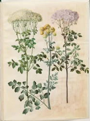 Thalictrum aquilegiifolium (akelei-frøstjerne); Thalictrum flavum (gele frøstjerne)