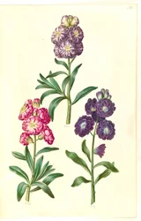 Titelblad. Bloemenkrans