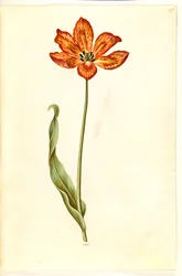 Tulipa gesneriana (tuin-tulp)