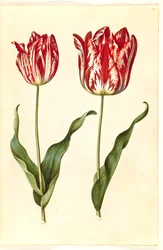 Tulipa gesneriana (tuin-tulp)