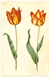 Tulipa gesneriana (tuin-tulp)