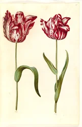 Tulipa gesneriana (tuin-tulp)