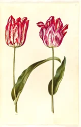 Tulipa gesneriana (tuin-tulp)