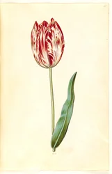Tulipa gesneriana (tuin-tulp)