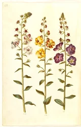 Verbascum blattaria (klase-kongelys); Verbascum phoeniceum (purpur-kongelys)