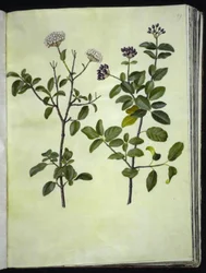 Viburnum tinus (winter-sneeuwbal)