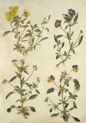 Viola cornuta (hoornviool); Viola tricolor (driekleurig viooltje)