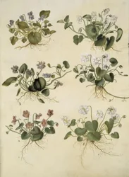 Viola odorata (maarts viooltje)
