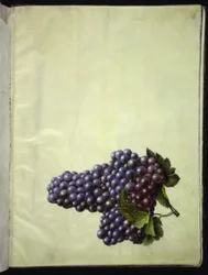 Vitis vinifera (gewone wijnstok)