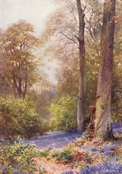 Blauwe Klokjes, Ripley