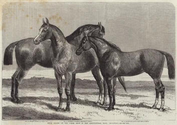 Prijs Paarden op de Paardenshow in de Agricultural Hall, Islington