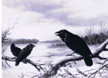 Raven in de winter