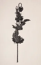 Bloemenstudie