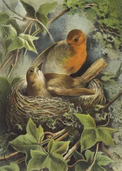 Roodborstje en zijn nest