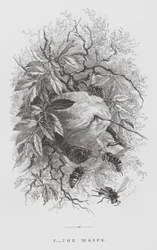 Het insect: De wespen (gravure)