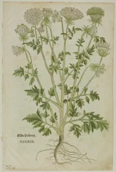 Blad uit Nieuw Kruidenboek door Leonhart Fuchs, plaat 97 uit Houtsneden uit Boeken van de XVI Eeuw