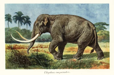 Columbiaanse mammoet, uitgestorven mammoetsoort, Pleistoceen, 1908