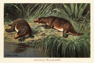 Snaveldier, Ornithorhynchus anatinus, aan een rivierbank