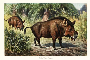 Entelodon, uitgestorven geslacht van entelodontische evenhoevigen, 1908