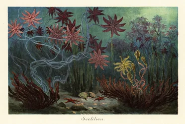 Uitgestorven zeelelies of crinoïden, Crinoidea, op de zeebodem