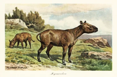 Hyracodon, uitgestorven geslacht van pony-achtige zoogdieren (print)