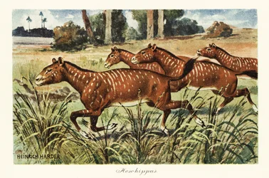 Mesohippus, uitgestorven geslacht van vroege paarden, 1908 (print)