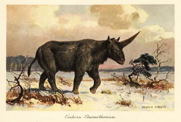 Siberische eenhoorn, Elasmotherium sibiricum, op een besneeuwde vlakte