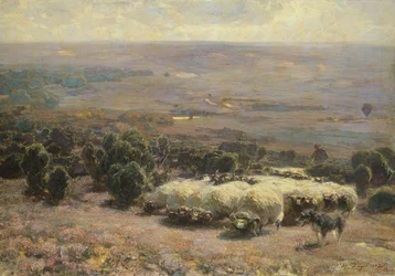 Een Kudde Schapen in de Lüneburger Heide