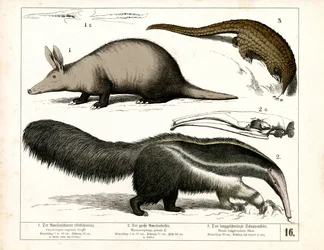 Aardvarken, Miereneter en Schubdier