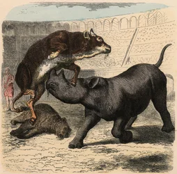 Oud Rome: Dierengevechten in het amfitheater