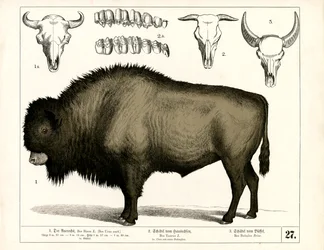 Oerossen en schedels van tamme runderen en buffels