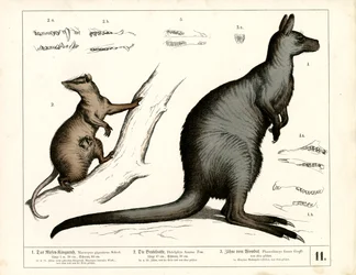 Australische en Amerikaanse buideldieren