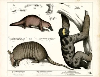 Exotische zoogdieren uit Zuid- en Midden-Amerika